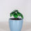 Thumbnail: Peperomia Watermelon