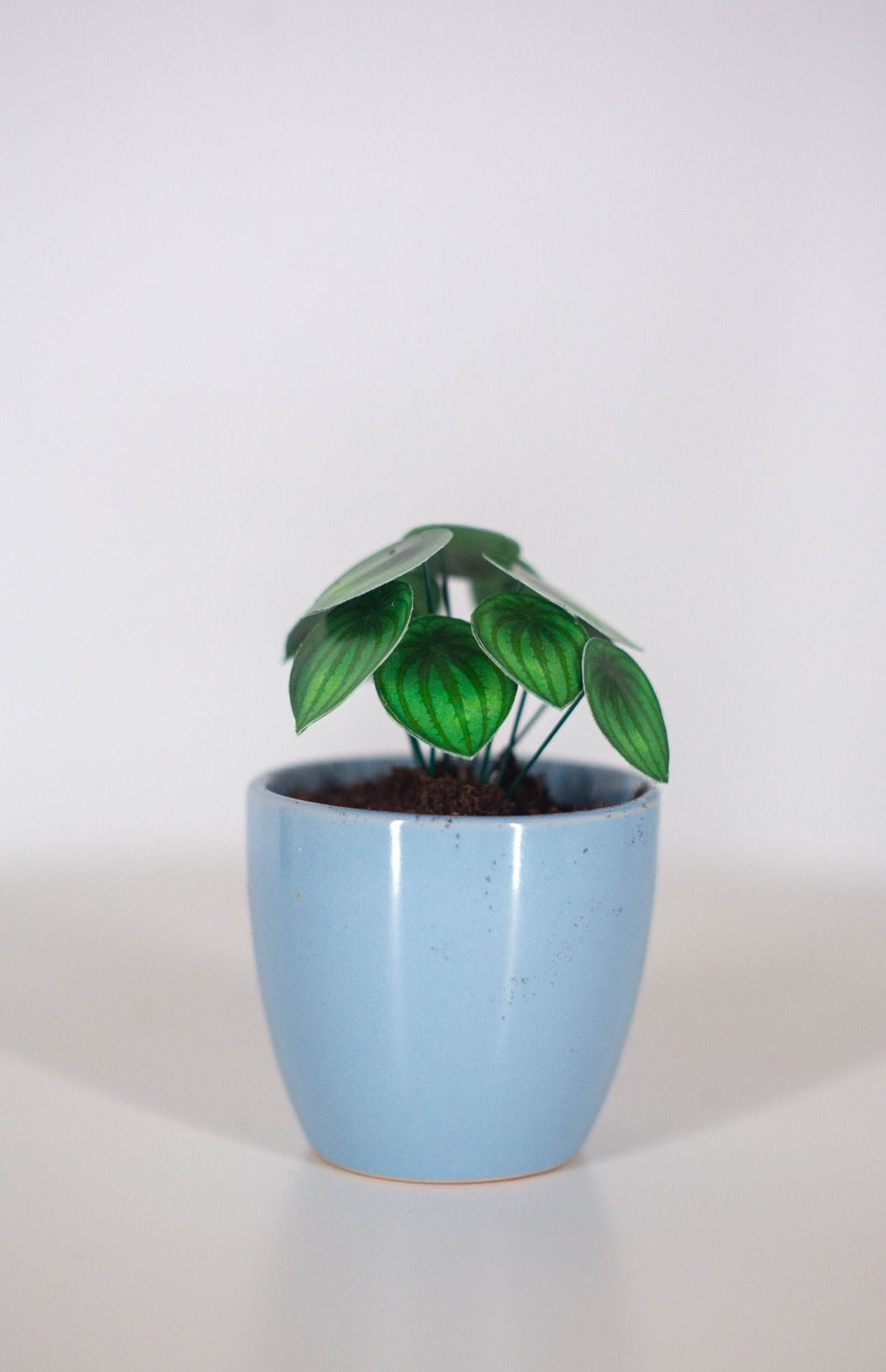 Thumbnail: Tiny Peperomia Watermelon