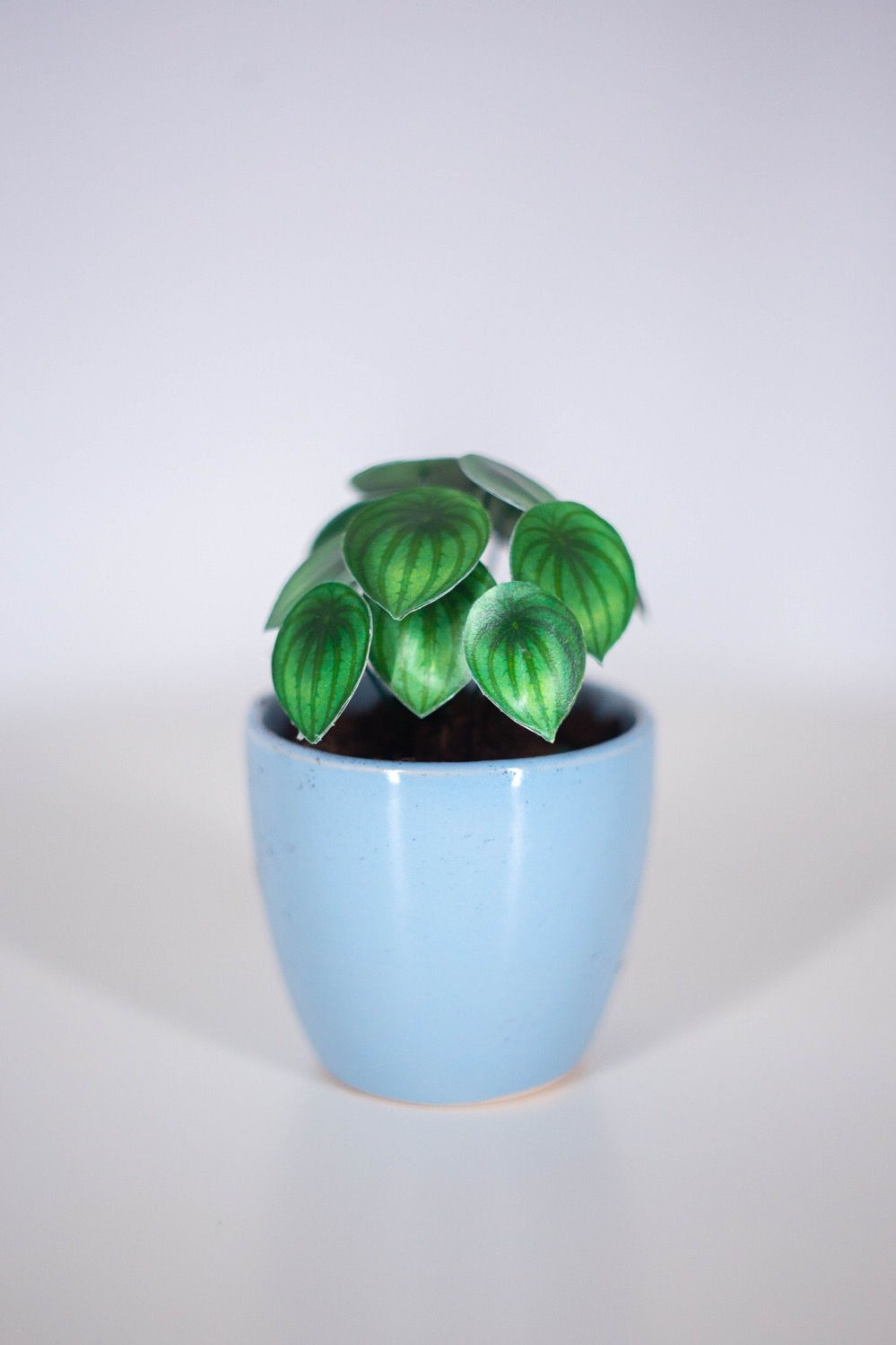 Tiny Peperomia Watermelon