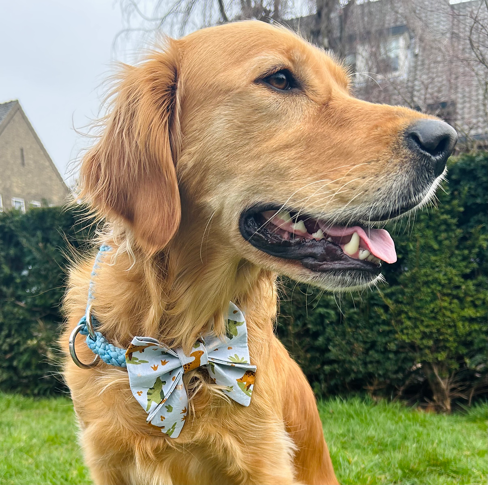 Thumbnail: 'Dinosaurus' Hondenstrik