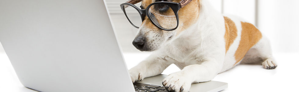 Cute dog works in the office at the computer. Concentration and strictly looking at the sc