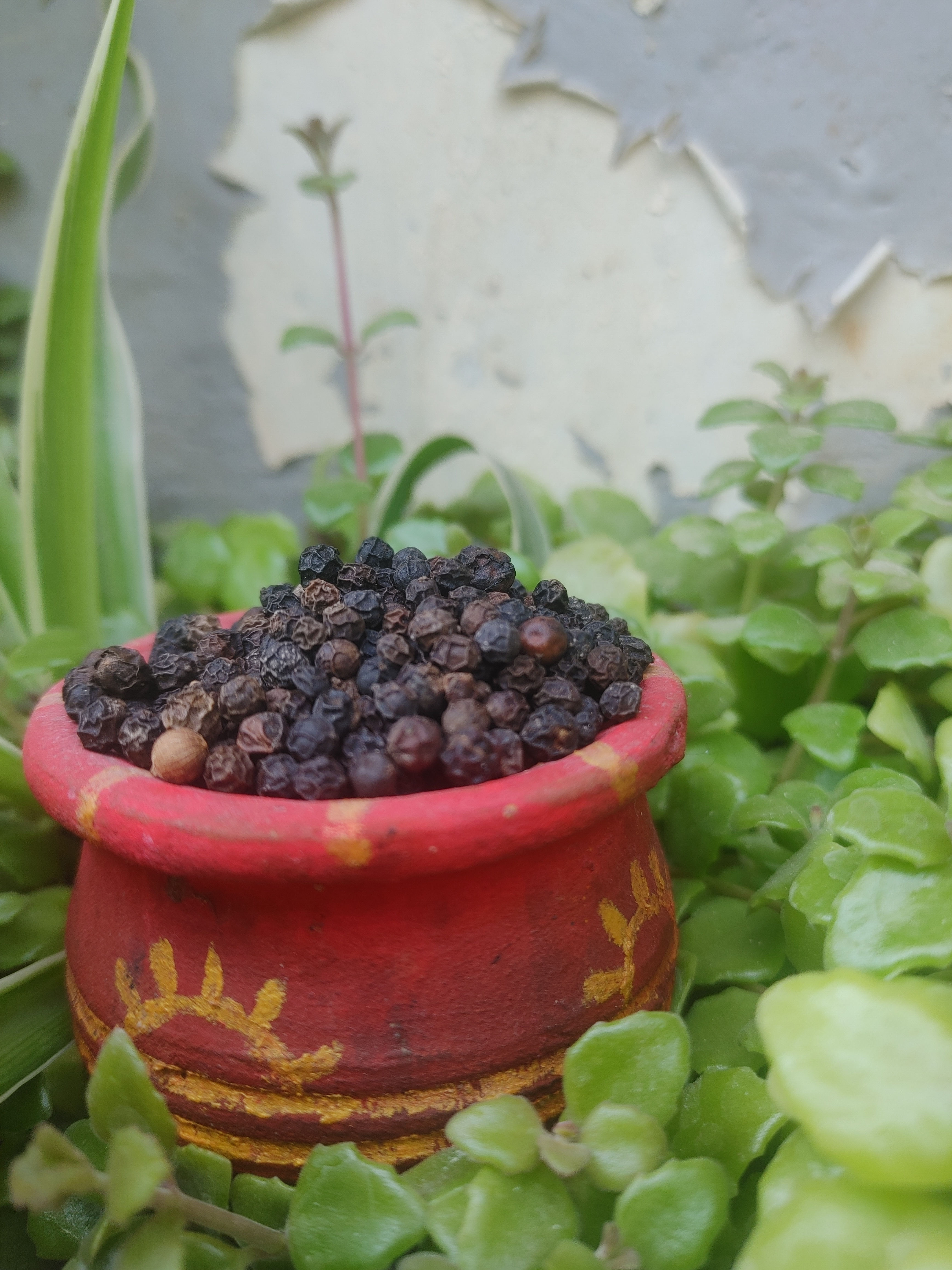 Черный перец