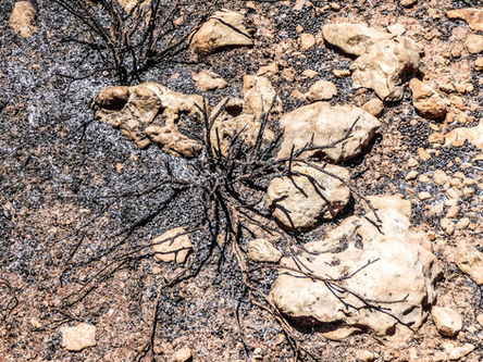 Fine art close-up photograph of scorched earth with blackened roots spread across pale stones and ash. The charred lines resemble skeletal veins against the rocky soil, capturing fire’s destructive imprint on the ground.