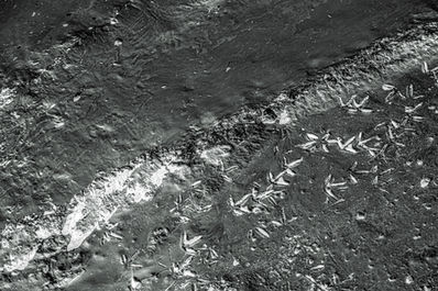 Black and white photograph of wet sand with bird tracks scattered across the surface near the edge of water, creating delicate patterns of movement and time.