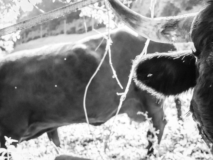 Horns 1