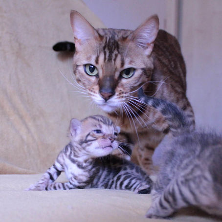 Bengal Cat Starter Checklist