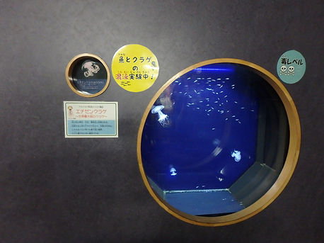 zas23-p5 (6).JPG