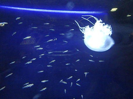 zas23-p5 (7).JPG