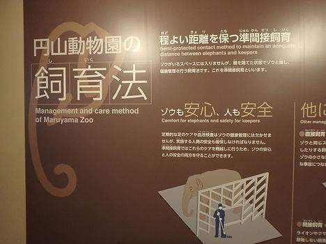 ZAS27-p12 (10).JPG
