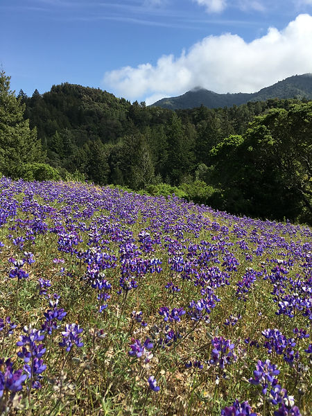Scenic view of Mt. Tamalpais