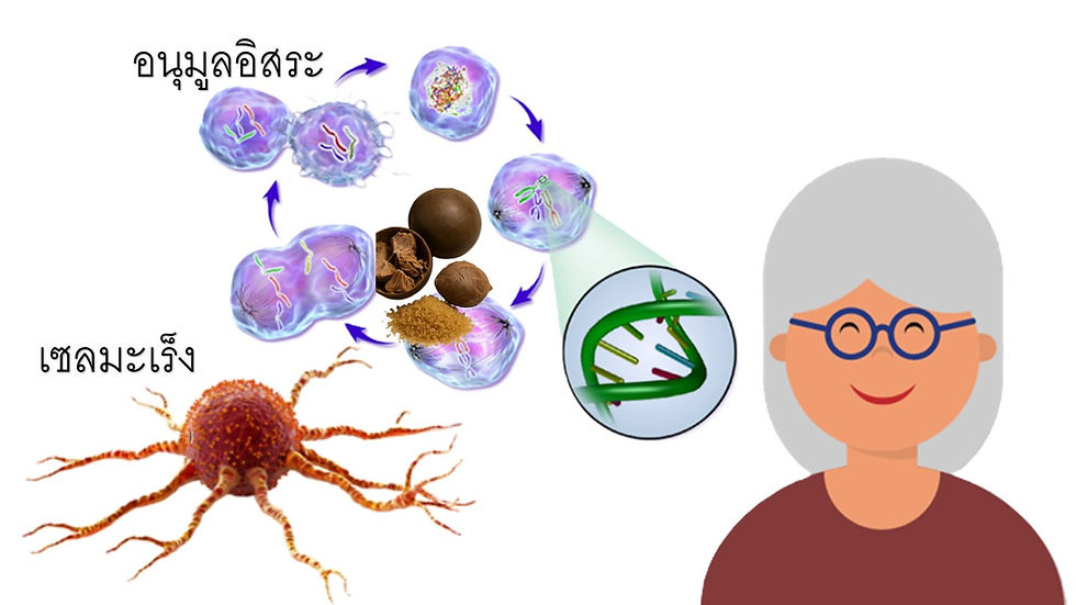 น้ำตาลหล่อฮังก้วย ตรา เบาเบาฤทธิ์ต้านเนื้องอก และต้านมะเร็ง (Anti-tumor, Anti-cancer) ข้อมูลจากงานวิจัยเบื้องต้นระบุว่า สารโมกโรไซด์มีศักยภาพในการต้านการเจริญเติบโตของเซลล์มะเร็งบางประเภท เช่น มะเร็งเต้านม มะเร็งตับ และมะเร็งผิวหนัง แม้ยังต้องมีการศึกษาทางคลินิกเพิ่มเติม แต่ถือเป็นสรรพคุณที่น่าจับตามอง
