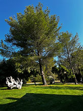 Jardin, Arbres