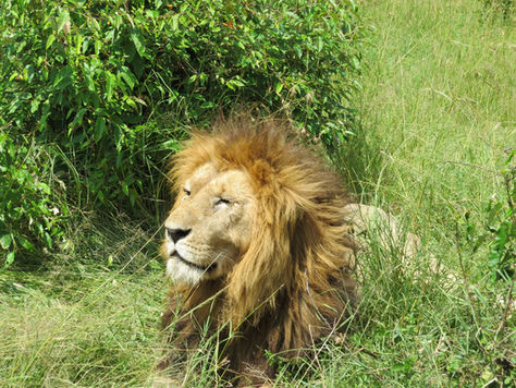 Your guide to being animal-friendly on holiday