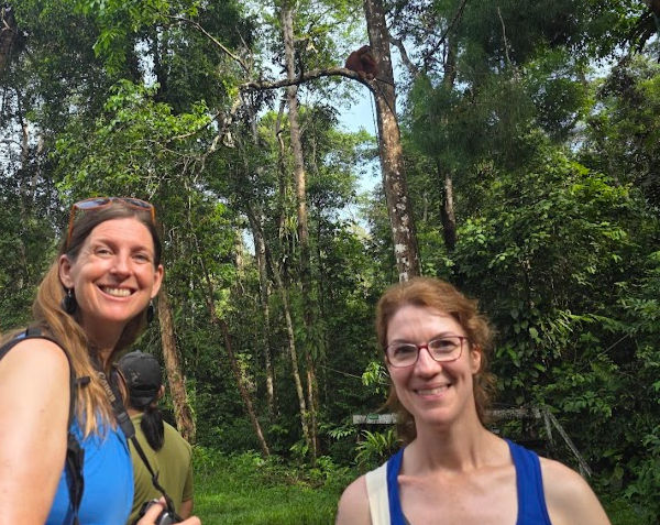 Delighted to have seen an Orangutan in Semonggoh Reserve (he's at the top of the tree) this June.