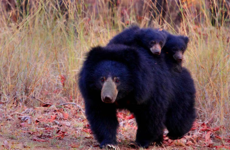 Rani pena bears satpira.png