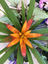 bromélia guzmania laranja