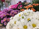 flores do campo