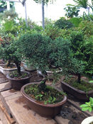 bonsai