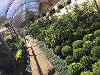 plantas ornamentais