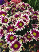 flores do campo