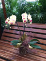 orquidea