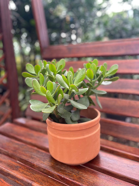 cloning sweetheart plant philodendron scandens Sweetheart Plant | Philodendron Scandens