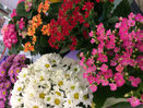 flores do campo e kalanchoes