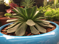 suculenta em vaso