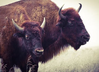 buffalo_tiffany-ottesen-qkszmndmwxe-unsp