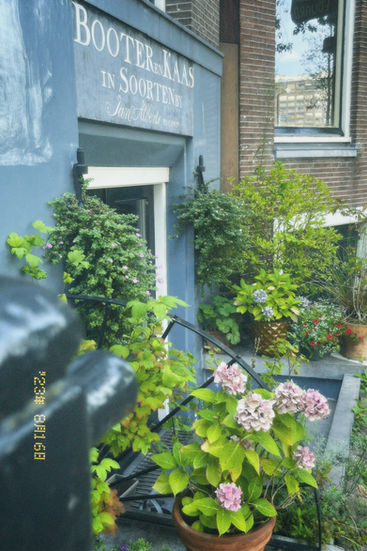 Pictures of the nature and city of Amsterdam #amsterdam #020 #photography #nature #city #summer #photo #vintage #camera 