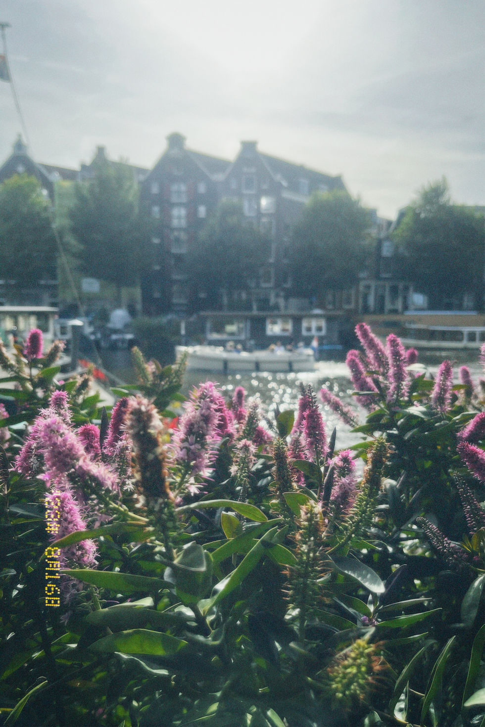 Pictures of the nature and city of Amsterdam #amsterdam #020 #photography #nature #city #summer #photo #vintage #camera 