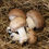 Miniature : A- Champignons de Paris BIO - 100 grammes