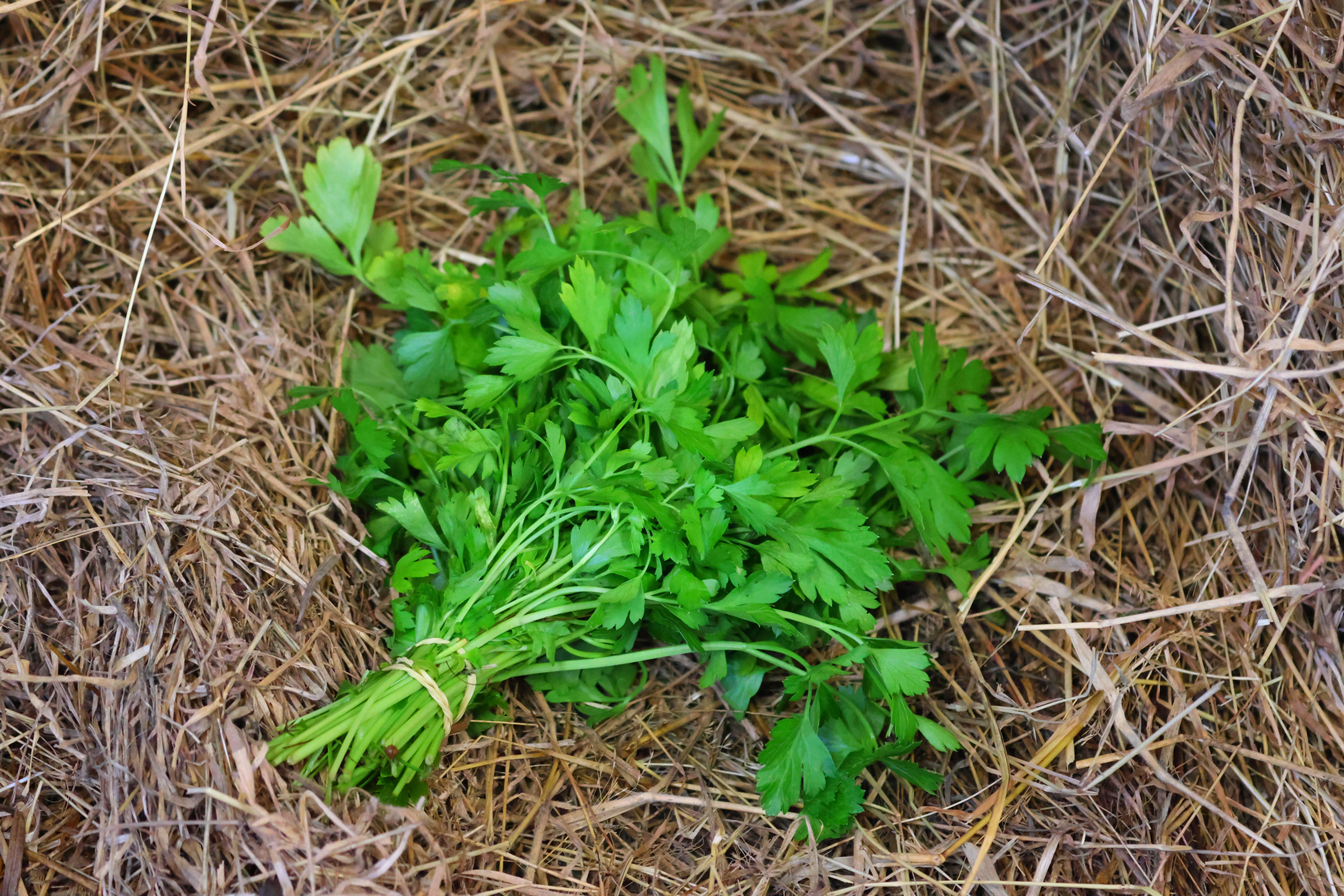 A- Persil BIO - 1 botte