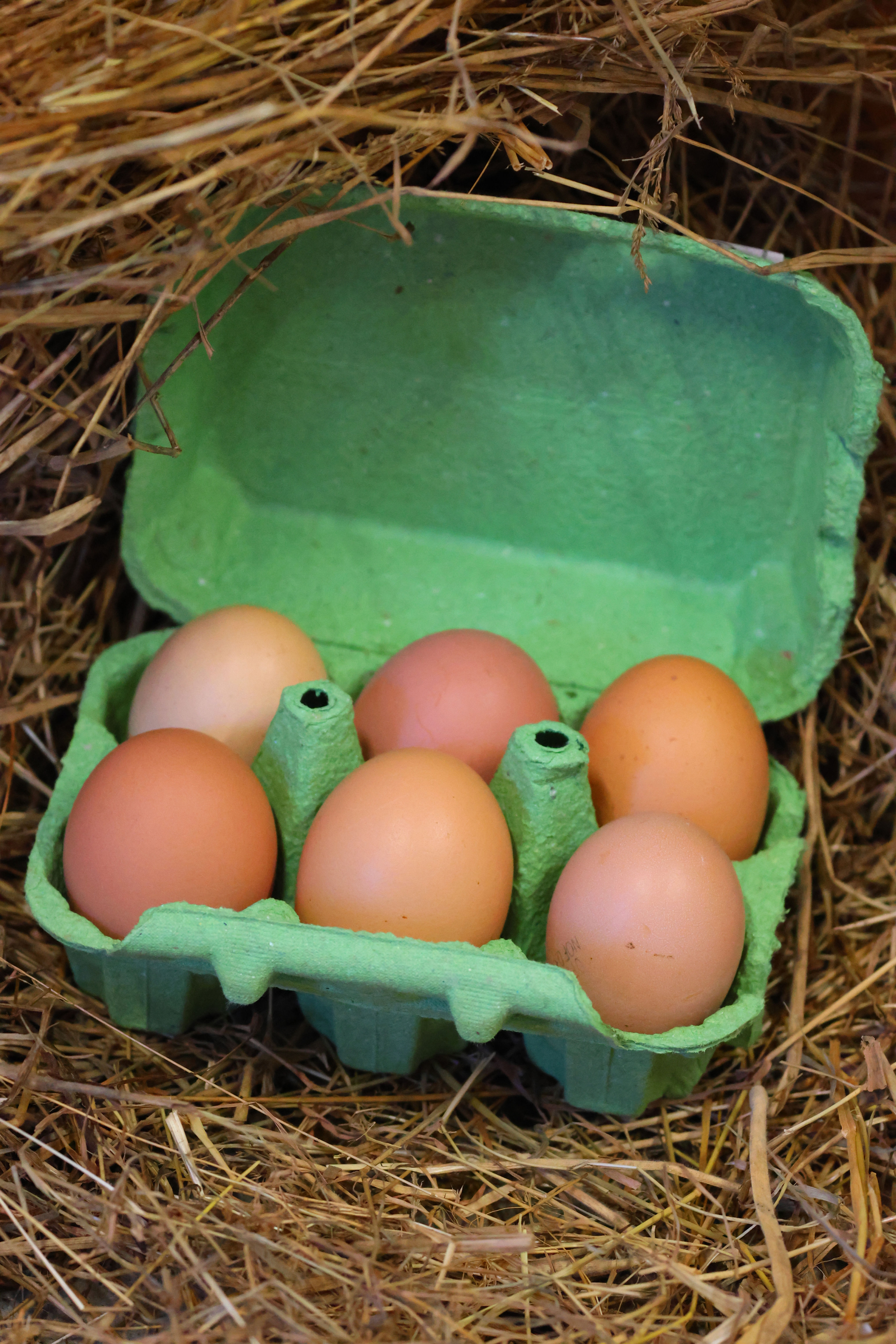 Oeufs BIO de poules rousses (boite de 6 oeufs)