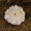 Miniature : Courge patisson BIO 1,5kg environ