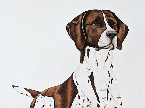 German Shorthaired Pointer_edited.jpg