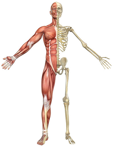 half muscles and half bones on a body