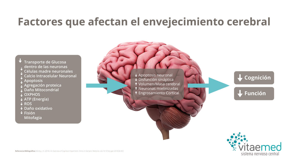 deterioro-cognitivo-2.jpg