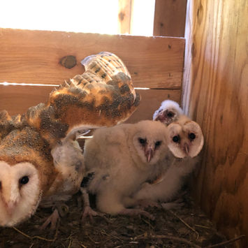 Barn Owls