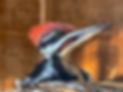 Pileated woodpecker