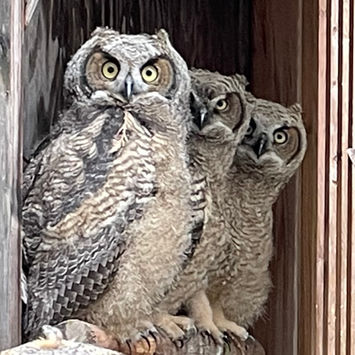 Great Horned Owl