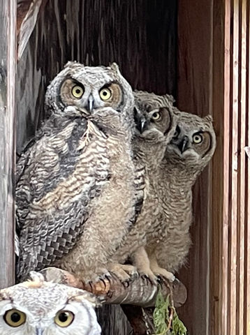Great Horned Owl
