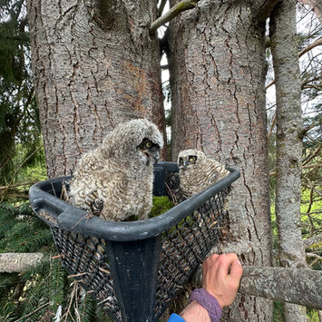 Re-nesting great horned owls