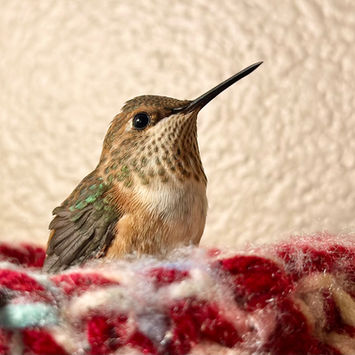 Hummingbird