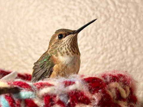 Hummingbird