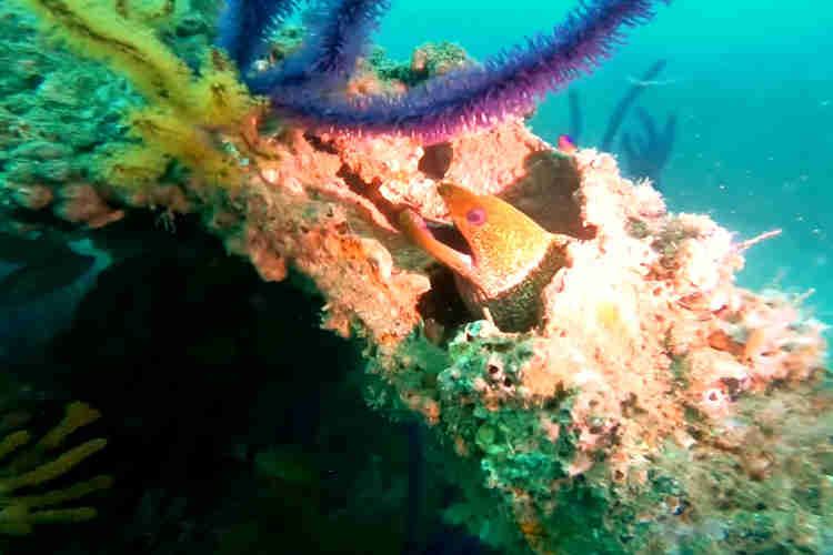 Moray Eel at Car Cemetery 2 - Scuba Diving ©DiveCampus