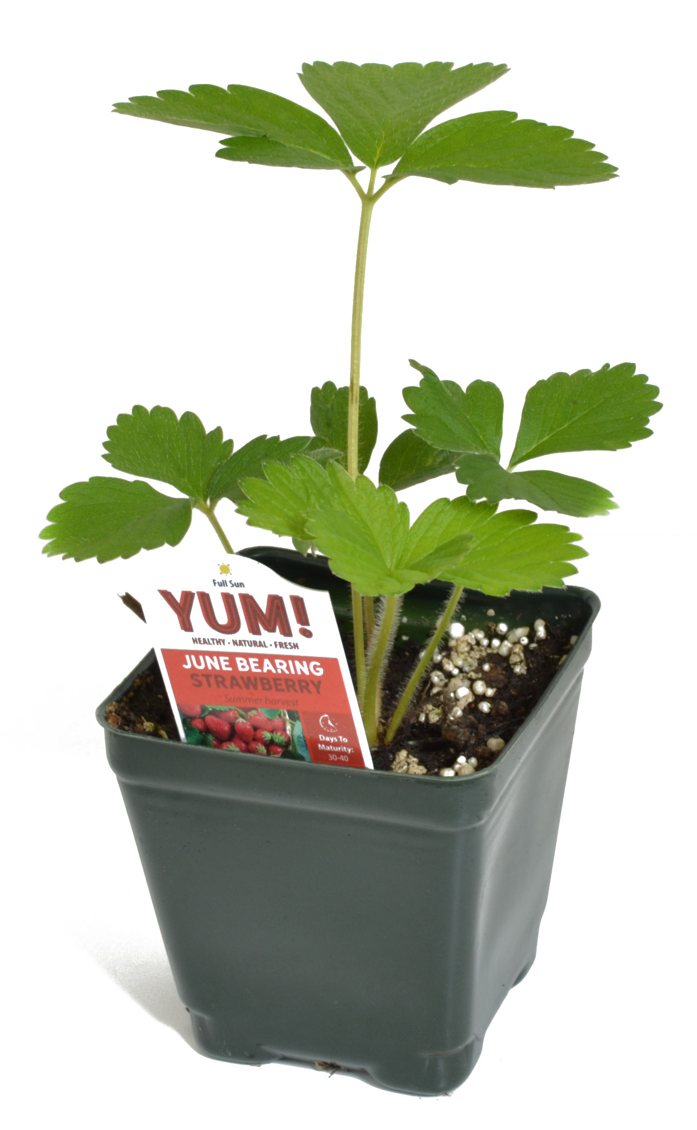 Strawberry Eversweet 3.5" Pot