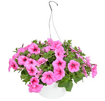 Petunia Hanging Basket 10" Assorted Colors