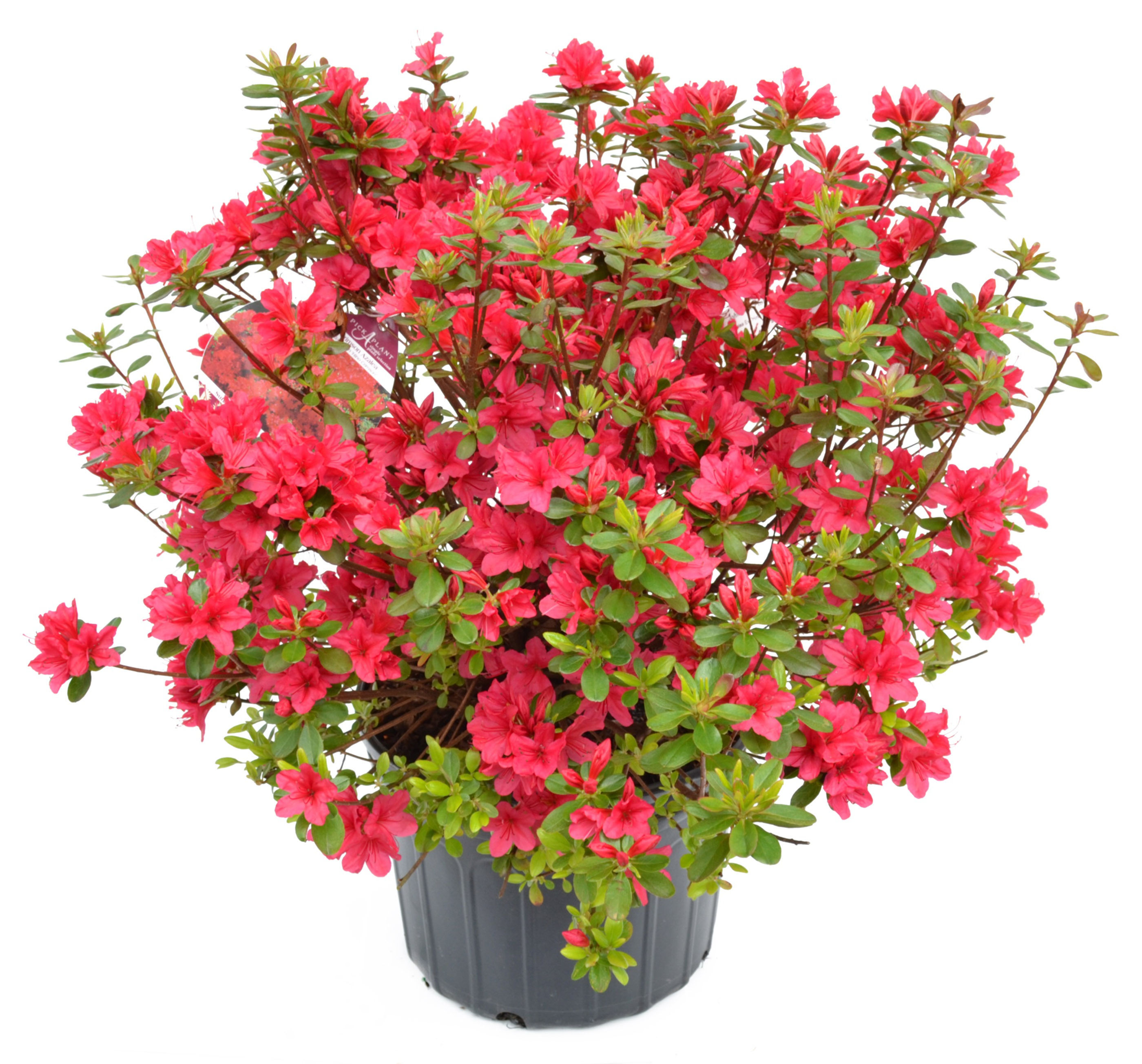 Azalea 'Hino Crimson' #2