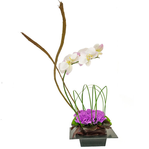 Orchid Dream